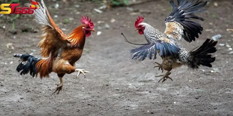 Đá gà cựa sắt tạo nên những trận đấu mãn nhãn