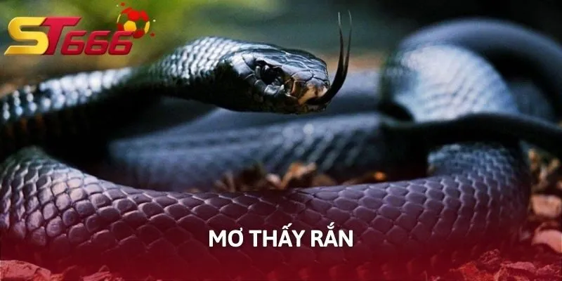 Mơ Thấy Rắn Đánh Số Gì?